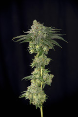 Cannabis stalk (mangolope strain) before harvest parcially trimm