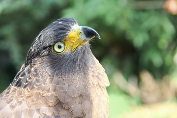 Falcon Peregrine or golden eagle, Closeup