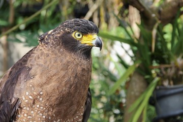 Falcon Peregrine or golden eagle, Closeup