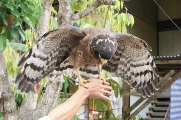 Falcon Peregrine or golden eagle, Selective focus sitting on hand