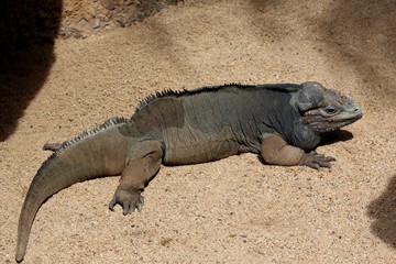 Iguane rhinocéros 