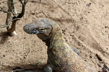 Varan dragon de Komodo