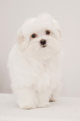 white puppy on white background