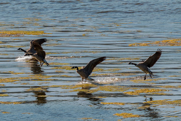 Goose landing party