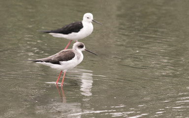 Bird in a zoo