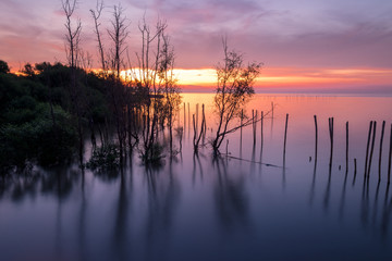 Obraz premium mangrove forest in sunrise at Bangpu, Thailand
