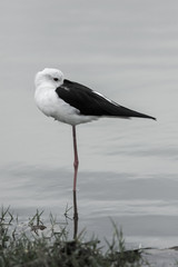 Bird in a zoo