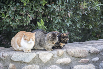 wild cats of tonal difference