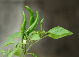 Fresh chilli pepper on the grey background.