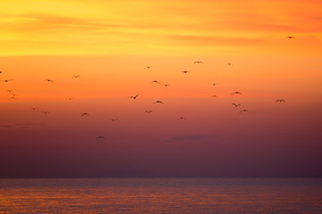 Emigrated seagull at Bangpu, Thailand