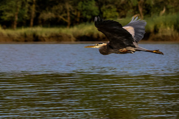 Great Blue Heron gliding over the bay