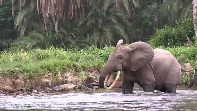 African Forest Elephant (Loxodonta Cyclotis). Republic Of The Congo