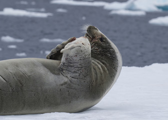 Fototapeta premium Crabeatre Seal laying on the ice