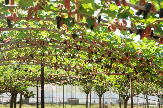 Fresh ripe mulberry berries on tree - Fresh mulberry , black ripe and red unripe mulberries on the branch