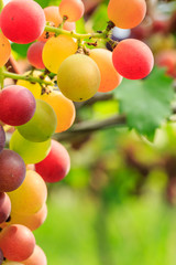 Vineyard ripe grapes in autumn harvest season
