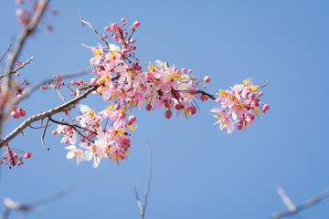Pink and white shower flowers (sky background)