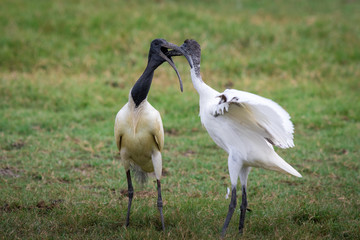 Fototapeta premium Ibis standing lakeside.