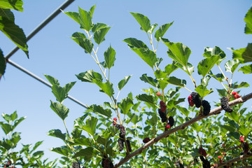 Fresh ripe mulberry berries on tree - Fresh mulberry , black ripe and red unripe mulberries on the...