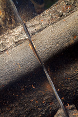 Naklejka na ściany i meble Detail Chainsaw Slicing Carob Wood