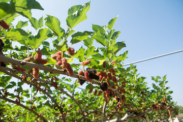 Fresh ripe mulberry berries on tree - Fresh mulberry , black ripe and red unripe mulberries on the...