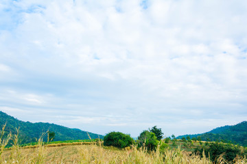 landscape Forest View