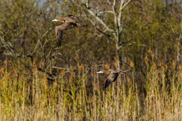 Brown Booby