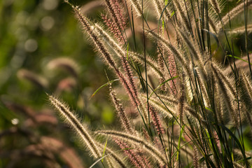 Brown grass in fields