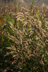 Obraz premium Brown grass in fields