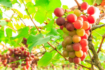 Vineyard ripe grapes in autumn harvest season