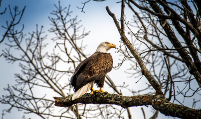 Bald Eagle Majesty