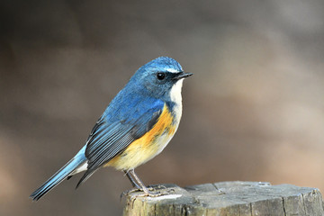 ルリビタキの雄