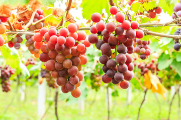 Vineyard ripe grapes in autumn harvest season