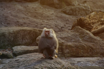 Obraz premium Hamadryas baboon