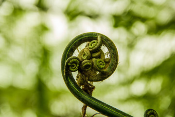 young leaf of fern Nature background © niksriwattanakul