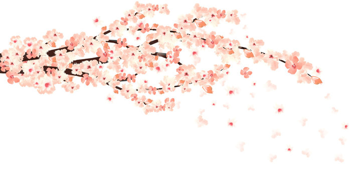 branch of pink watercolor sakura in bloom with falling petals on white background