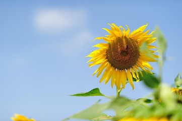 A sunflower on the blue sky