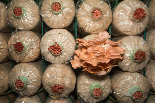 Fresh of eatable mushroom plantation on bag in farm, mushroom growing up in plant nusery,natural food concept, agricultural industry concept.