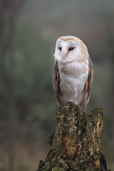 An alert looking female barn owl perched on an old tree stump in upright vertical format