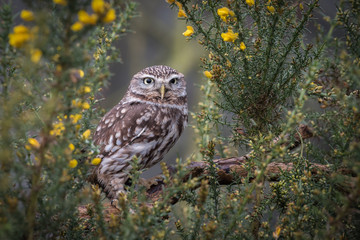 A little owl perched and framed in a gorse bush staring forward at the camera