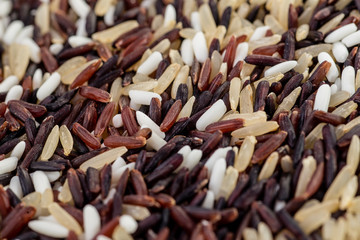 Rice berries, jasmine rice, brown nose, pile of unmilled rice grains, rice, and five species closeup