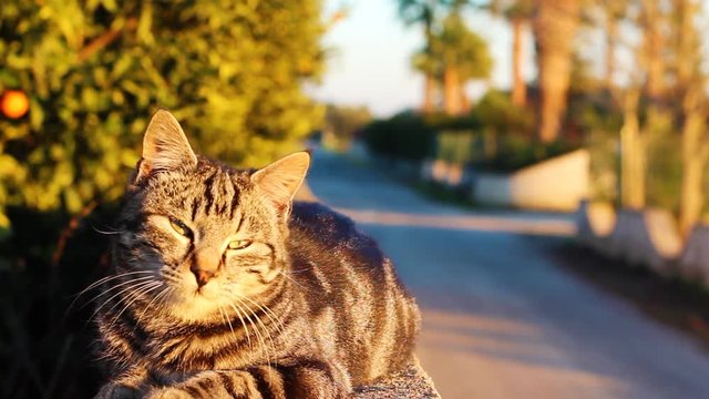 tiger cat looks at the camera and moves his eyes
