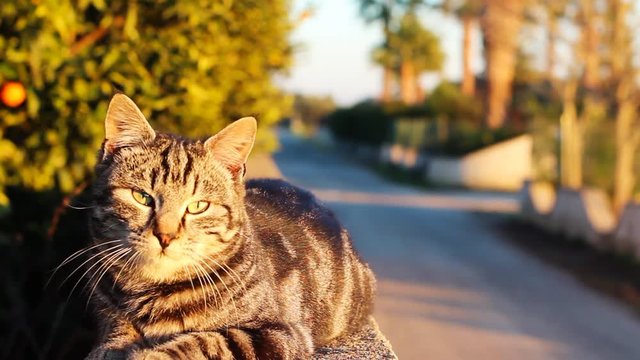 tiger cat comes up and looks at the camera