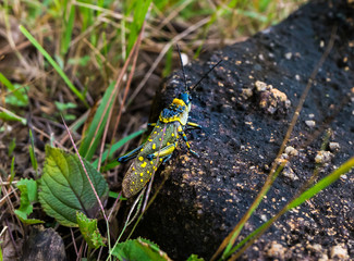 Vibrant Exotic Cricket. Exotic cricket sitting on a stone. Picture taken in the highlands near Dalat, Vietnam.