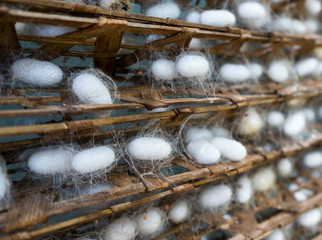 Silkworm Cocoons. Silkworm cocoons on a wooden frame. Taken in a silk factory near Dalat, Vietnam.