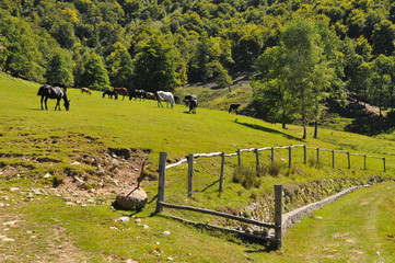 Konie. Italia - Piedmont - Varallo  © Rafa