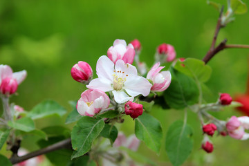 Fototapeta na wymiar Blooming apple trees in the spring garden. 