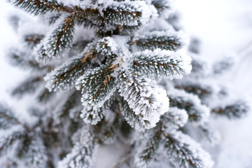 tree branches on the sky background in the winter forest