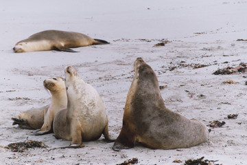 Four sealions on a sandy beach, one of them sleeping