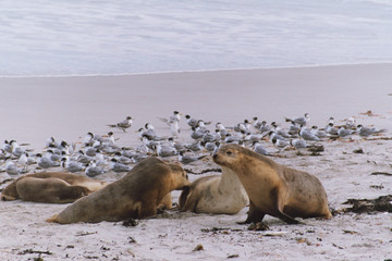 Sealions on a sandy beach with a flock of seagulls in the background