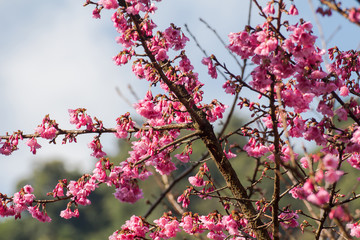 Cherry blossom or sakura flowers at Doi angkhang mountain,chiang